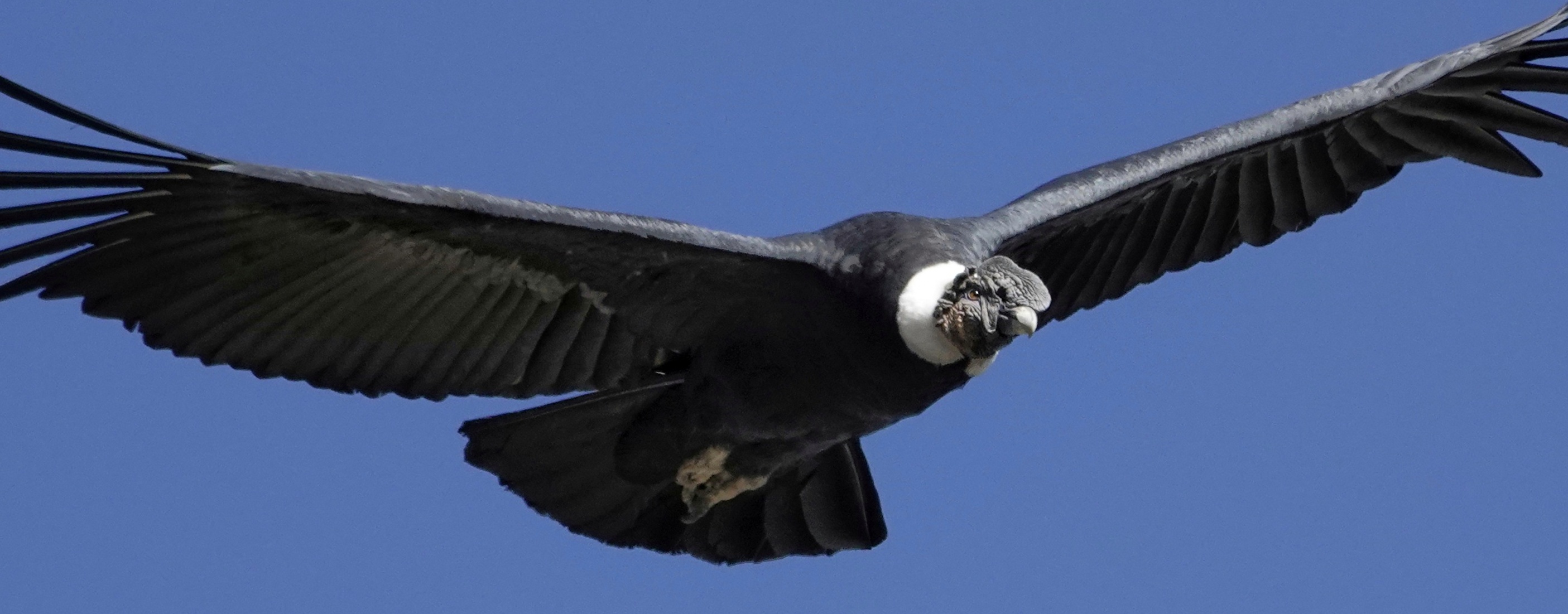 Condor en vol au-dessus du canyon de Colca